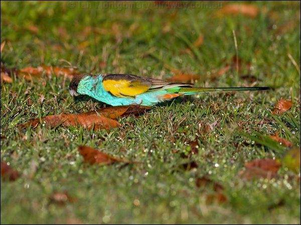 Hooded Parrot hooded_parrot_92642.psd