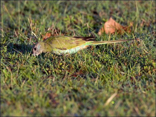 Hooded Parrot hooded_parrot_92659.psd