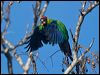 horned_parakeet_166278