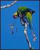 horned_parakeet_166357
