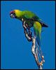 horned_parakeet_166361