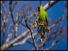 horned_parakeet_166386