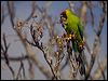 horned_parakeet_166398