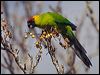 horned_parakeet_166411