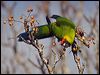 horned_parakeet_166413