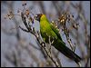 horned_parakeet_166418