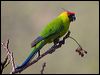 horned_parakeet_166491