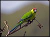 horned_parakeet_166503