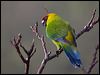 horned_parakeet_166504