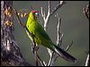 horned_parakeet_166512