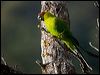 horned_parakeet_166534