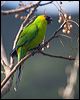horned_parakeet_166553