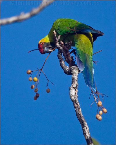 Horned Parakeet horned_parakeet_166357.psd