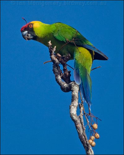 Horned Parakeet horned_parakeet_166361.psd