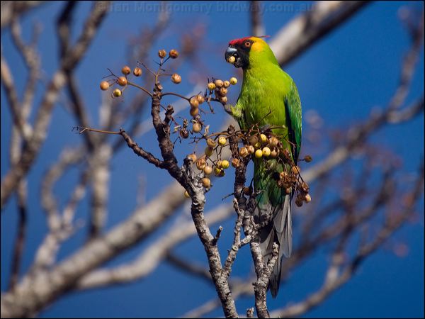 Horned Parakeet horned_parakeet_166386.psd