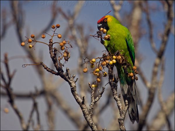 Horned Parakeet horned_parakeet_166398.psd