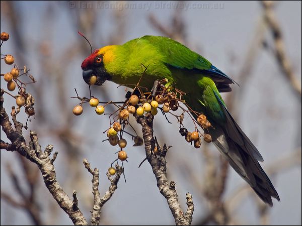 Horned Parakeet horned_parakeet_166411.psd
