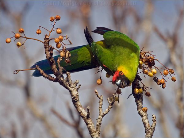Horned Parakeet horned_parakeet_166413.psd