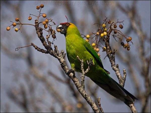 Horned Parakeet horned_parakeet_166418.psd