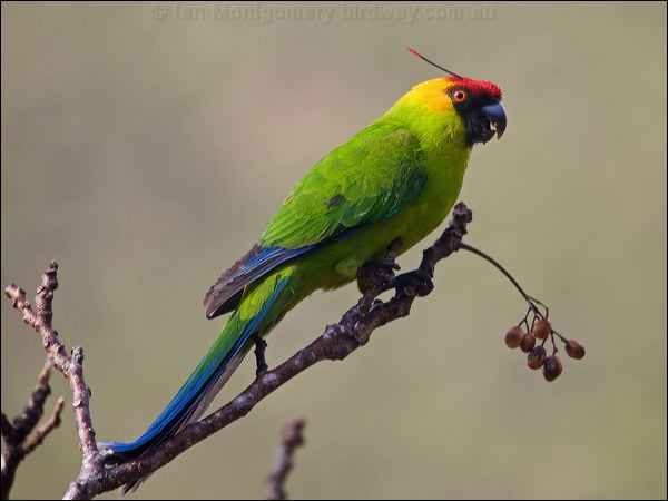 Horned Parakeet horned_parakeet_166491.psd