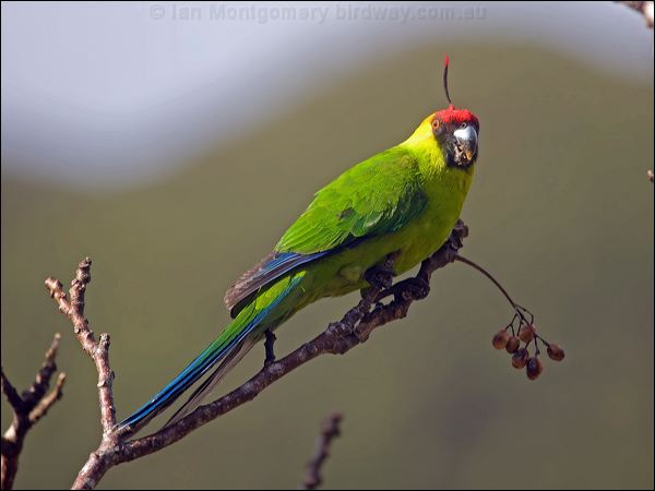 Horned Parakeet horned_parakeet_166503.psd