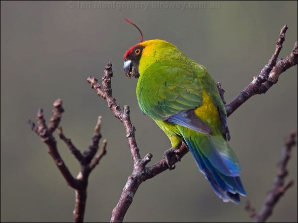 Horned Parakeet horned_parakeet_166504.psd