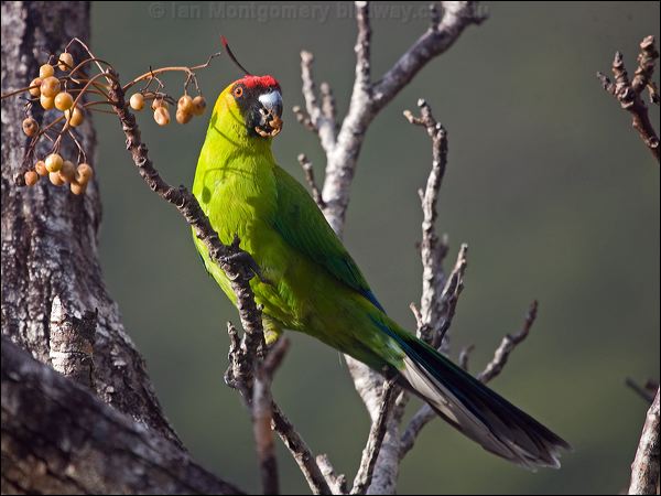 Horned Parakeet horned_parakeet_166512.psd