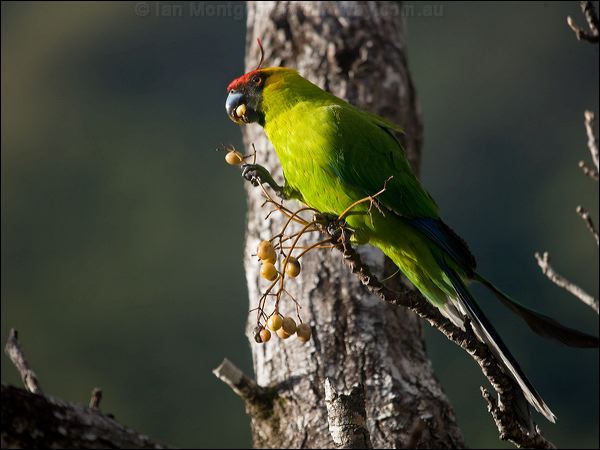 Horned Parakeet horned_parakeet_166534.psd