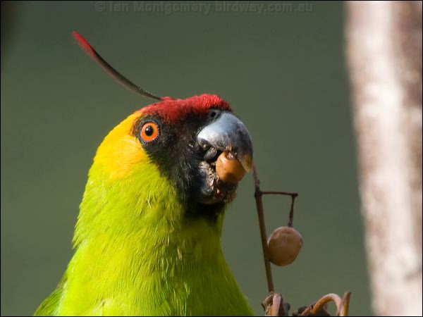 Horned Parakeet horned_parakeet_166542.psd