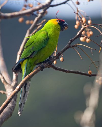 Horned Parakeet horned_parakeet_166553.psd