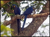 hyacinth_macaw_202408