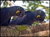 hyacinth_macaw_202410