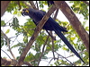 hyacinth_macaw_202420