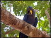 hyacinth_macaw_202429