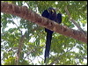 hyacinth_macaw_202432