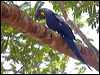 hyacinth_macaw_202453