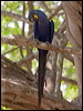 hyacinth_macaw_202466