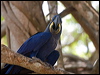 hyacinth_macaw_202471