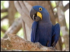 Click here to enter gallery and see photos of Hyacinth Macaw
