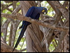 hyacinth_macaw_202476