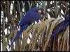 hyacinth_macaw_203874