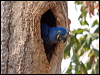 hyacinth_macaw_206512