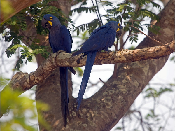 Hyacinth Macaw hyacinth_macaw_202408.psd