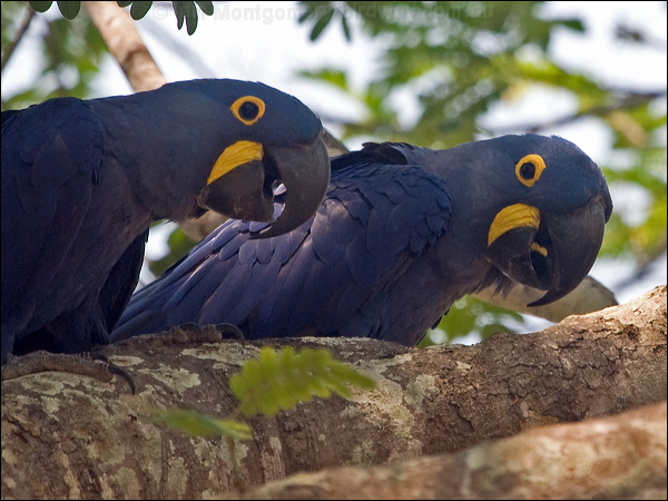 Hyacinth Macaw hyacinth_macaw_202410.psd