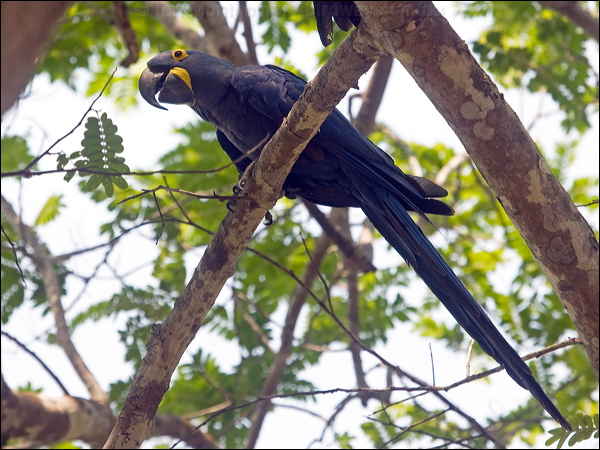 Hyacinth Macaw hyacinth_macaw_202420.psd