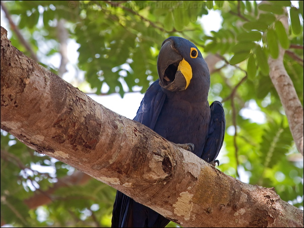 Hyacinth Macaw hyacinth_macaw_202429.psd