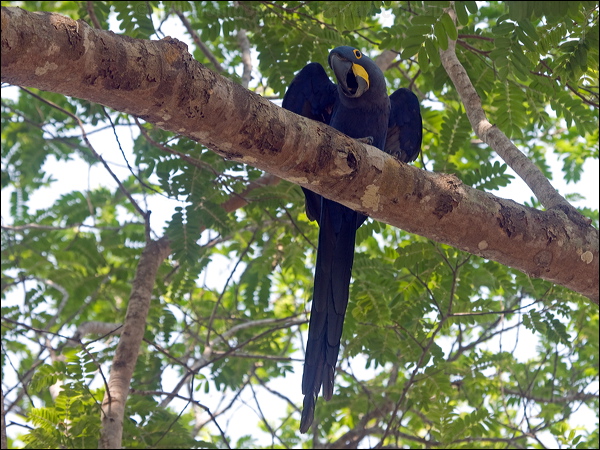 Hyacinth Macaw hyacinth_macaw_202432.psd