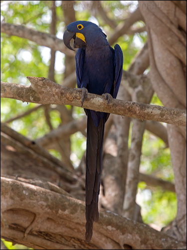 Hyacinth Macaw hyacinth_macaw_202466.psd