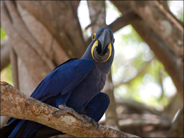 Hyacinth Macaw hyacinth_macaw_202471.psd