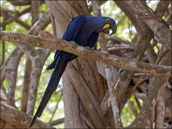 Hyacinth Macaw hyacinth_macaw_202476.psd